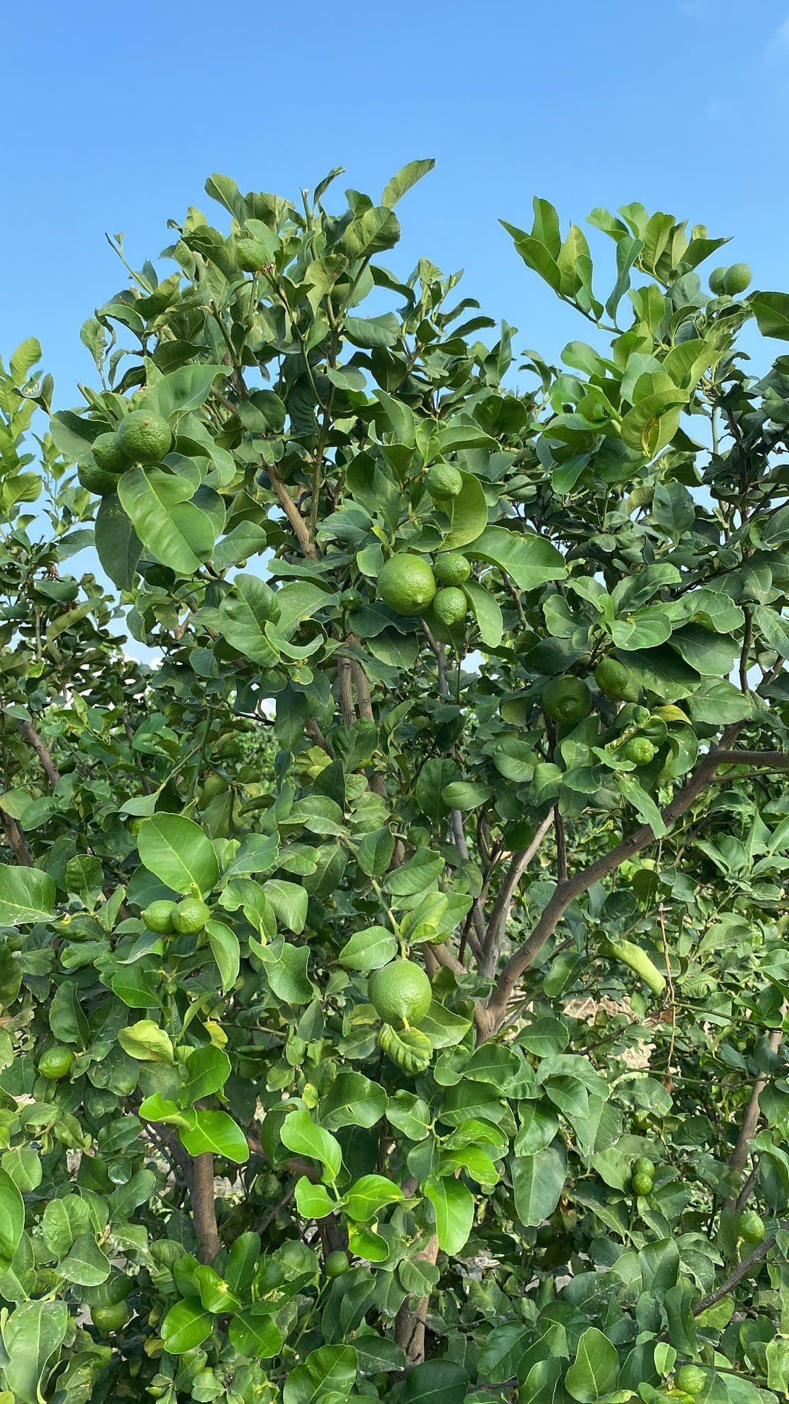 Sönmezler Agrotar Sürdürülebilir Tarımda Öncü