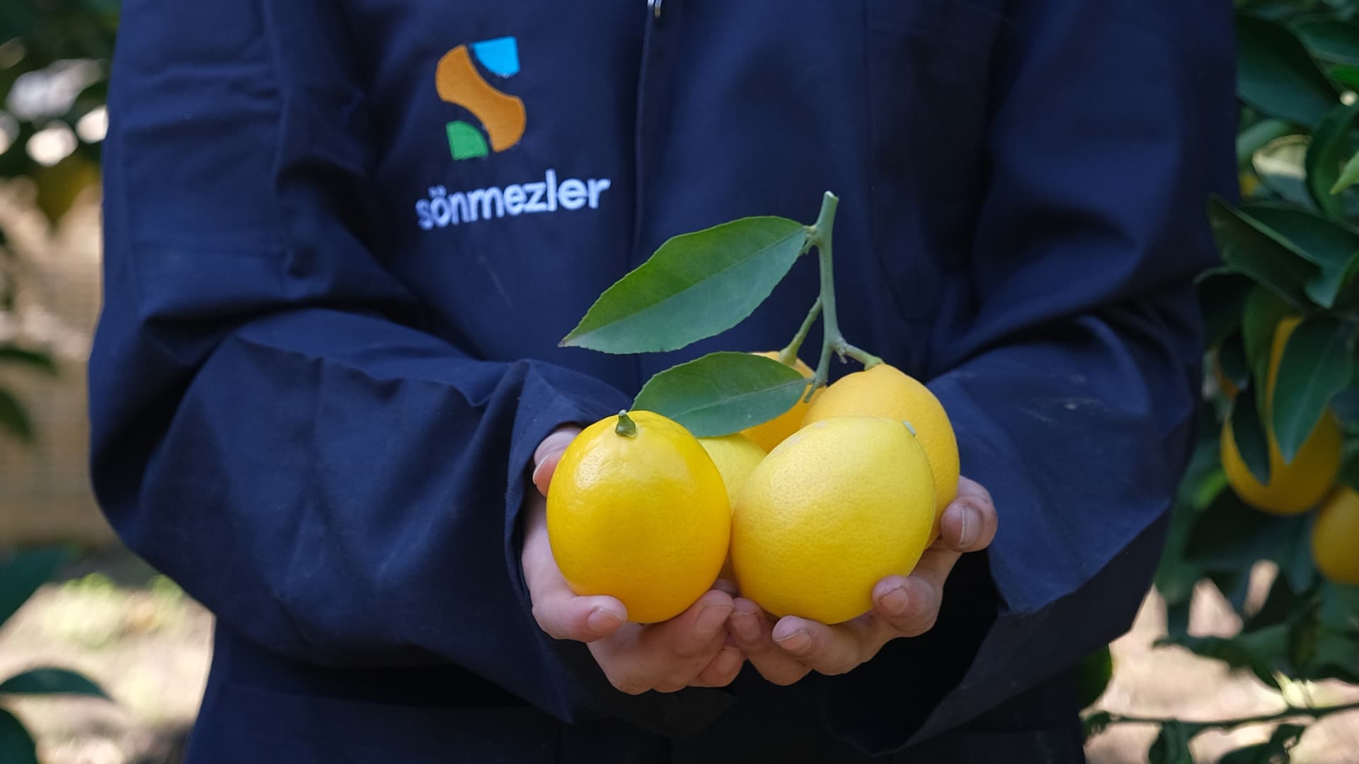 Sönmezler bahçesi 4